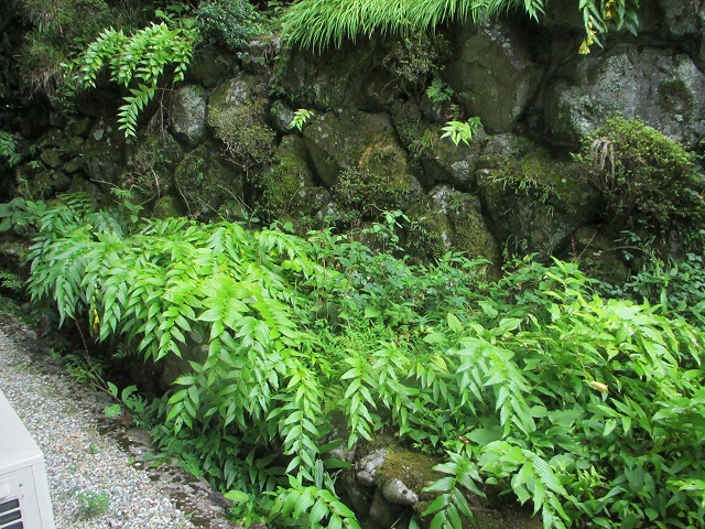 キイジョウロウホトトギス開花 高野山真言宗 別格本山 普賢院